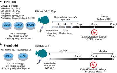 Evaluation of the protective efficiency of an autogenous Vibrio anguillarum vaccine in lumpfish (Cyclopterus lumpus) under controlled and field conditions in Atlantic Canada